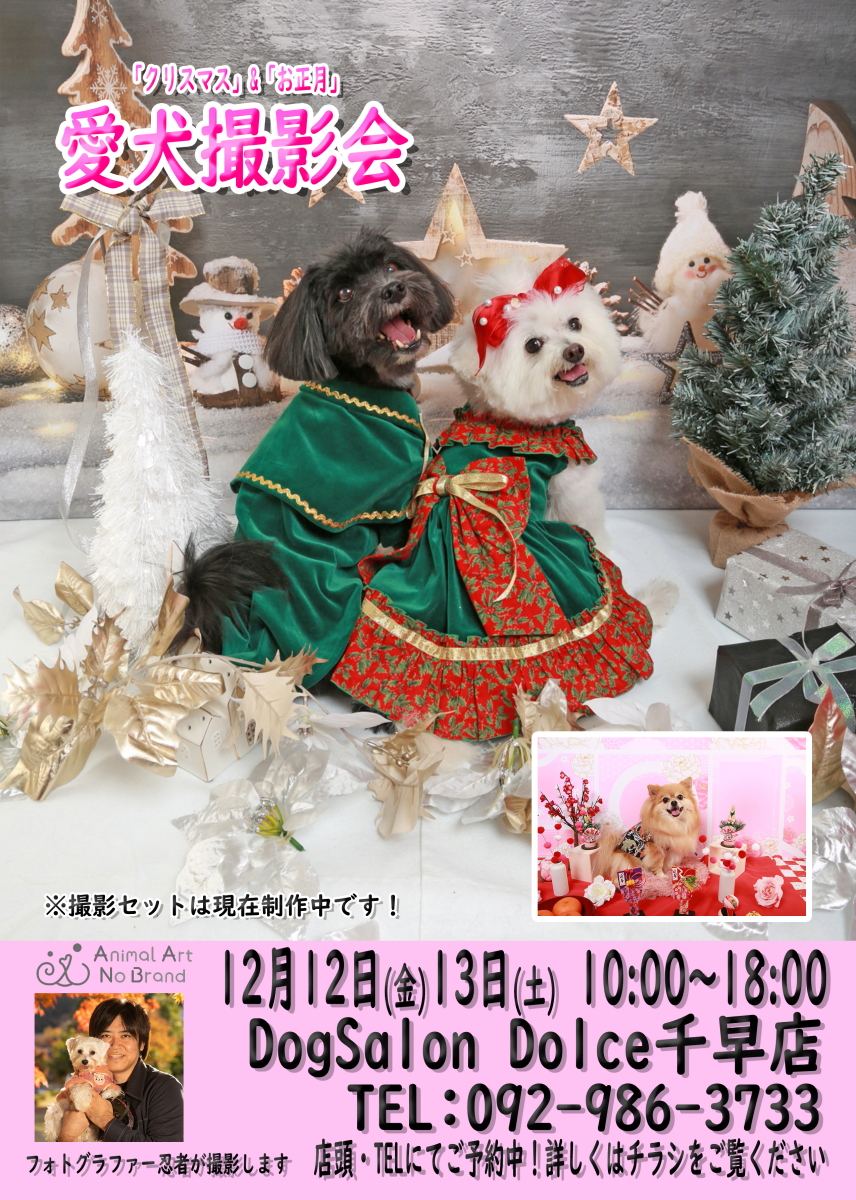 DogSalon Dolce�瑁�X