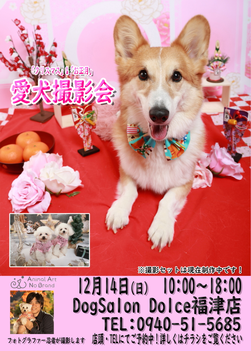 DogSalon Dolce���ÓX